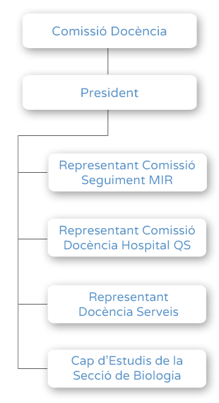 Organigrama - Comissió Docència