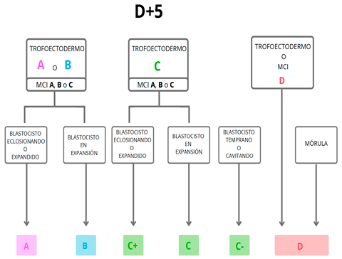 Blastocyst morphological classification chart