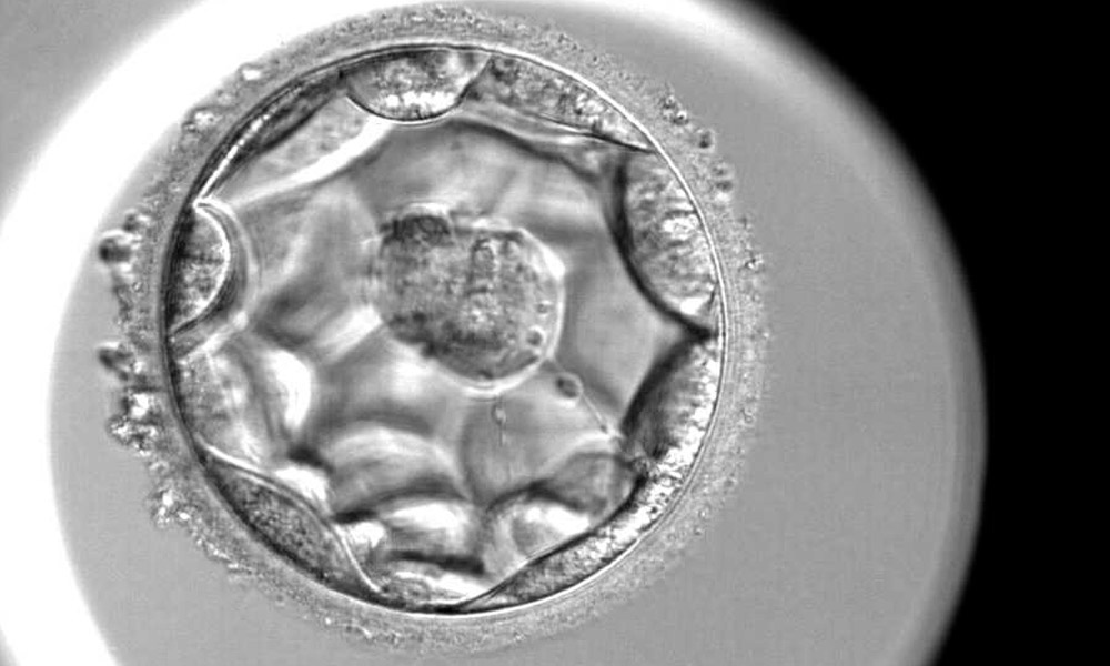 Nuevo método de clasificación de blastocistos para mejorar la selección embrionaria