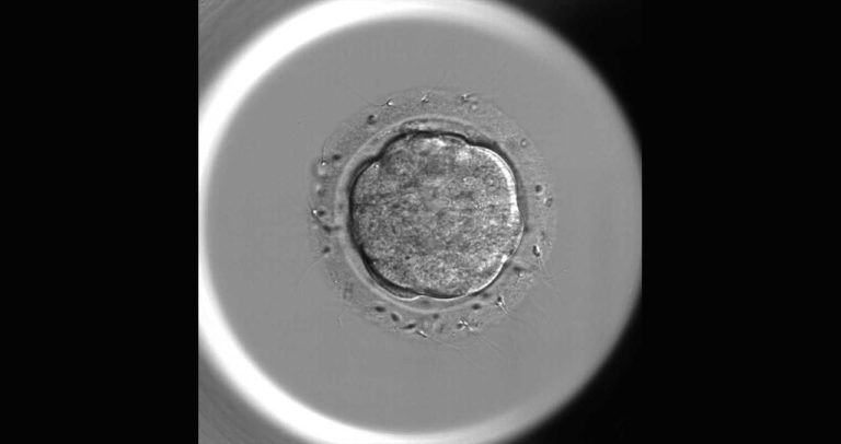 La compactación parcial de la mórula no determina la viabilidad embrionaria